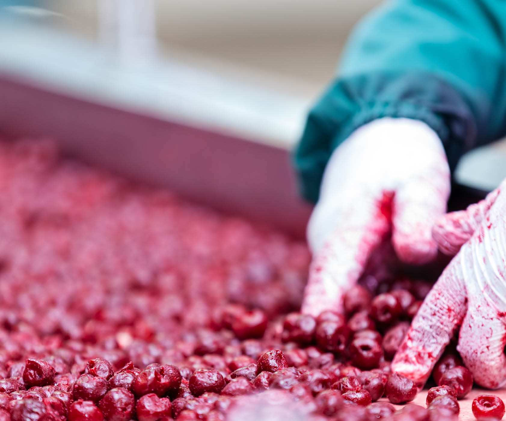 frozen sour cherries in sorting and processing machines, note shallow depth o field
